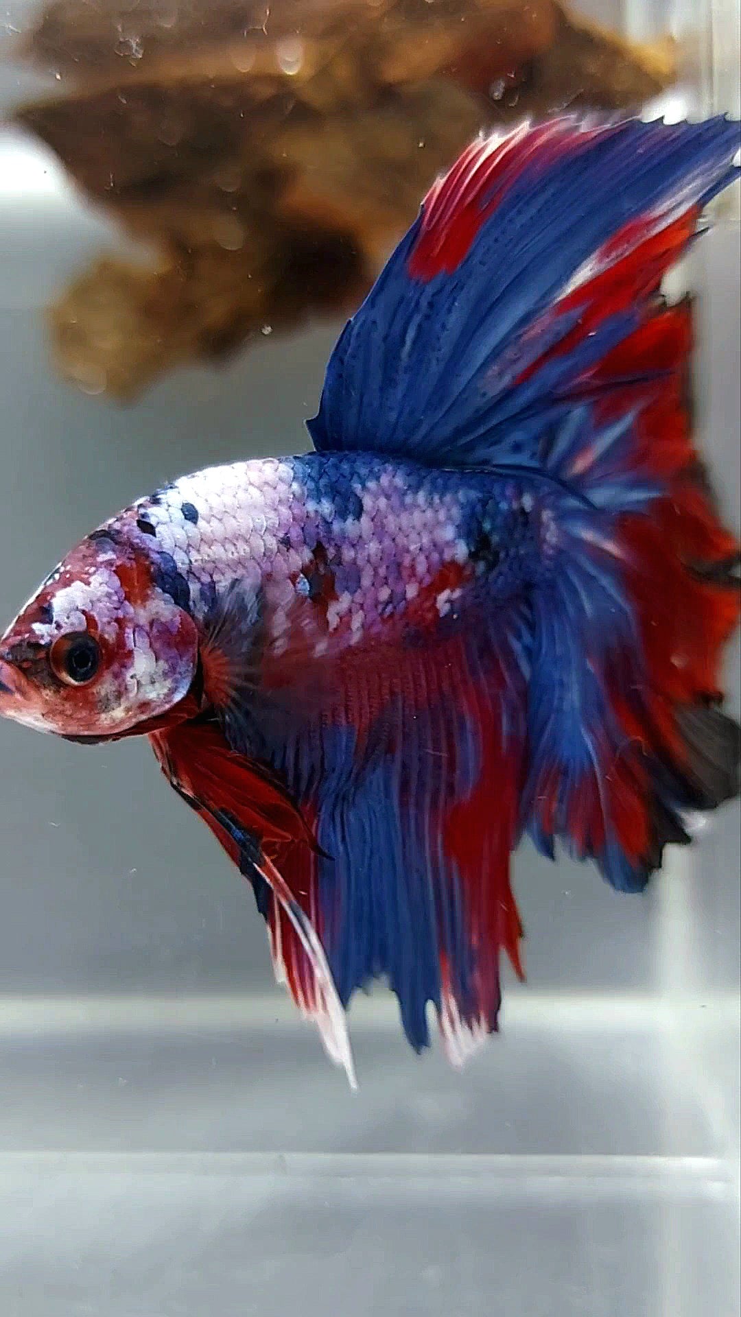 HALFMOON ROSETAIL PUPLE RED FANTASTISCHER MULTICOLOR SELTENER BETTA-FISCH