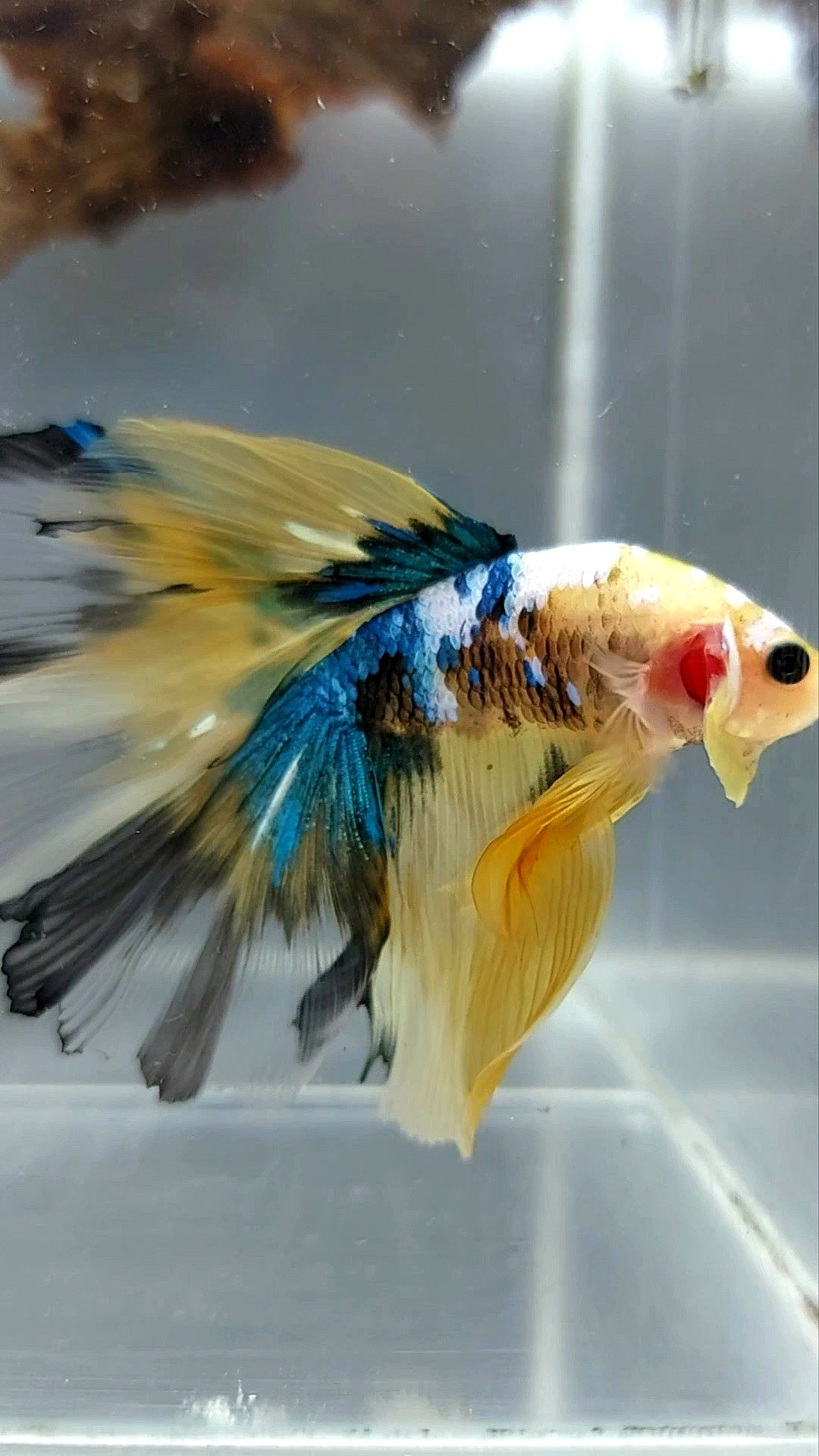 HALFMOON ROSETAIL YELLOW KOI GALAXY MULTICOLOR RARE BETTA FISH