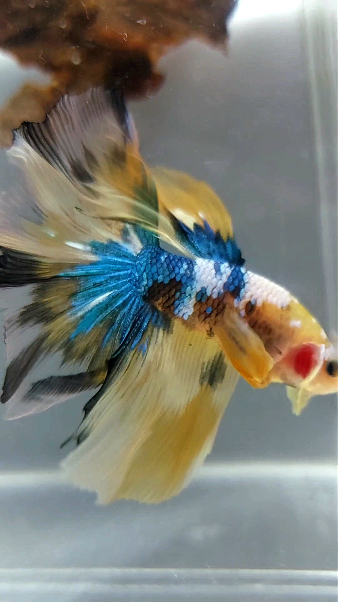 HALFMOON ROSETAIL YELLOW KOI GALAXY MULTICOLOR RARE BETTA FISH