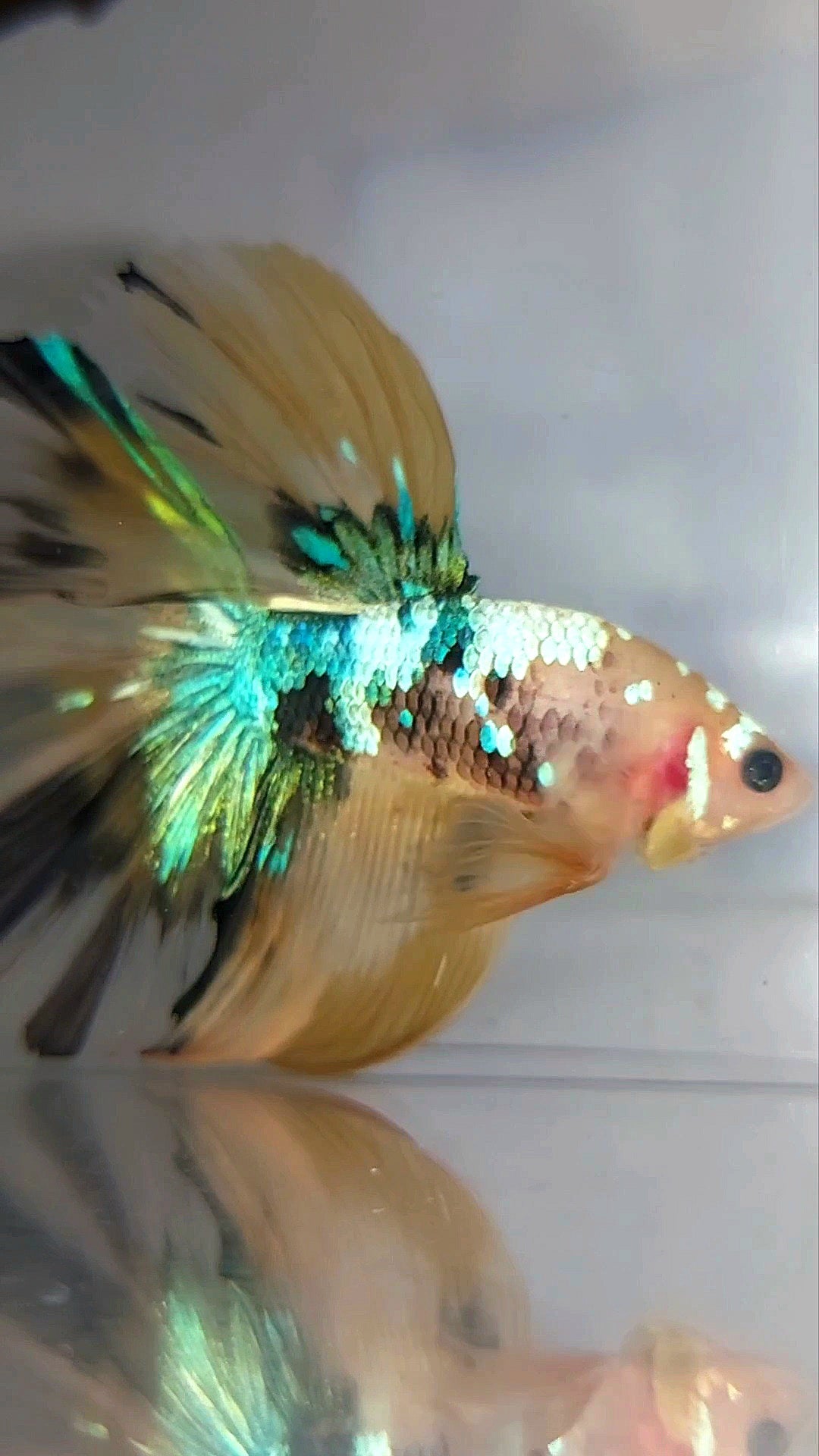 HALFMOON ROSETAIL GELBER KOI GALAXY MULTICOLOR SELTENER BETTA-FISCH