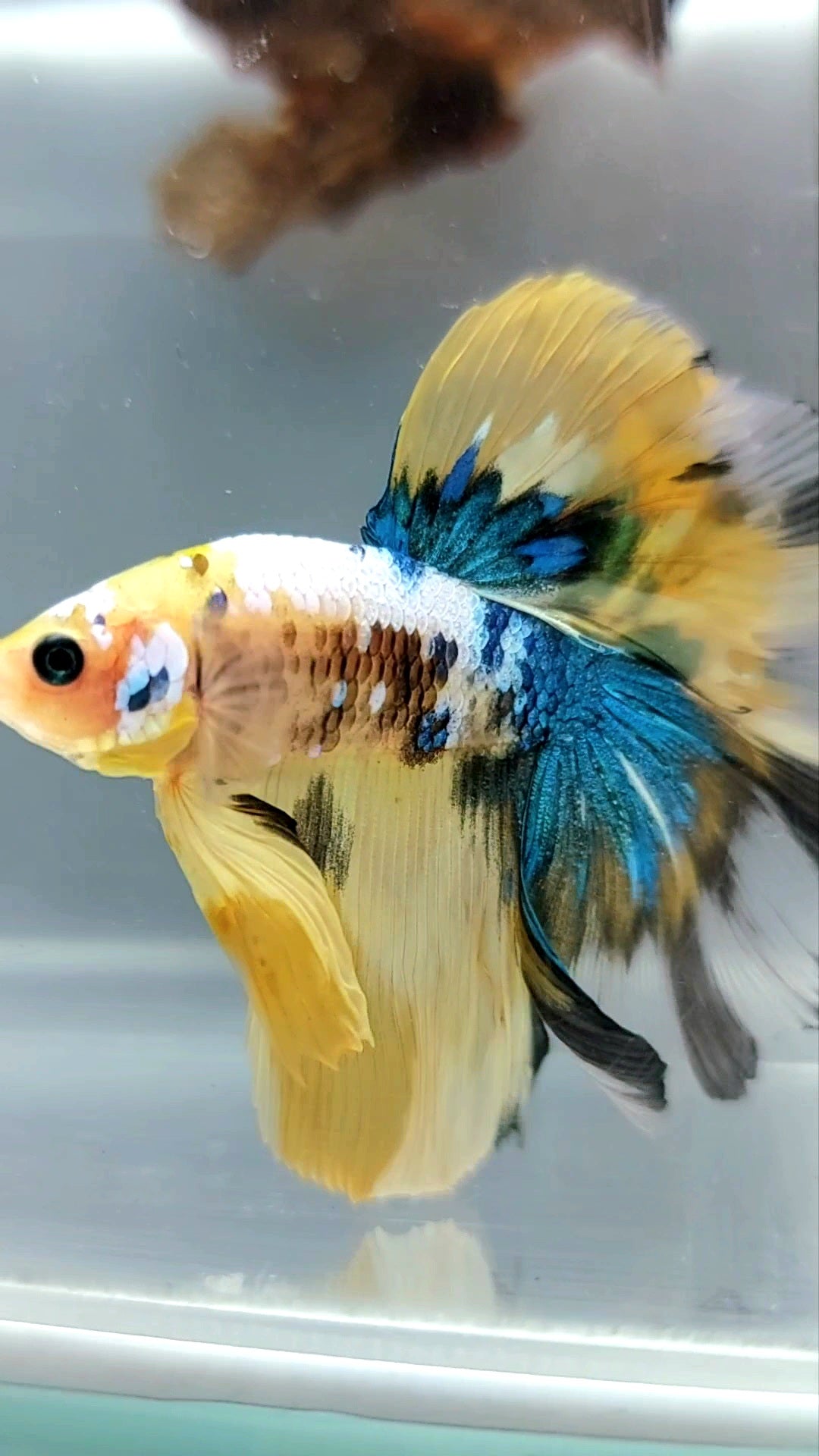 HALFMOON ROSETAIL GELBER KOI GALAXY MULTICOLOR SELTENER BETTA-FISCH