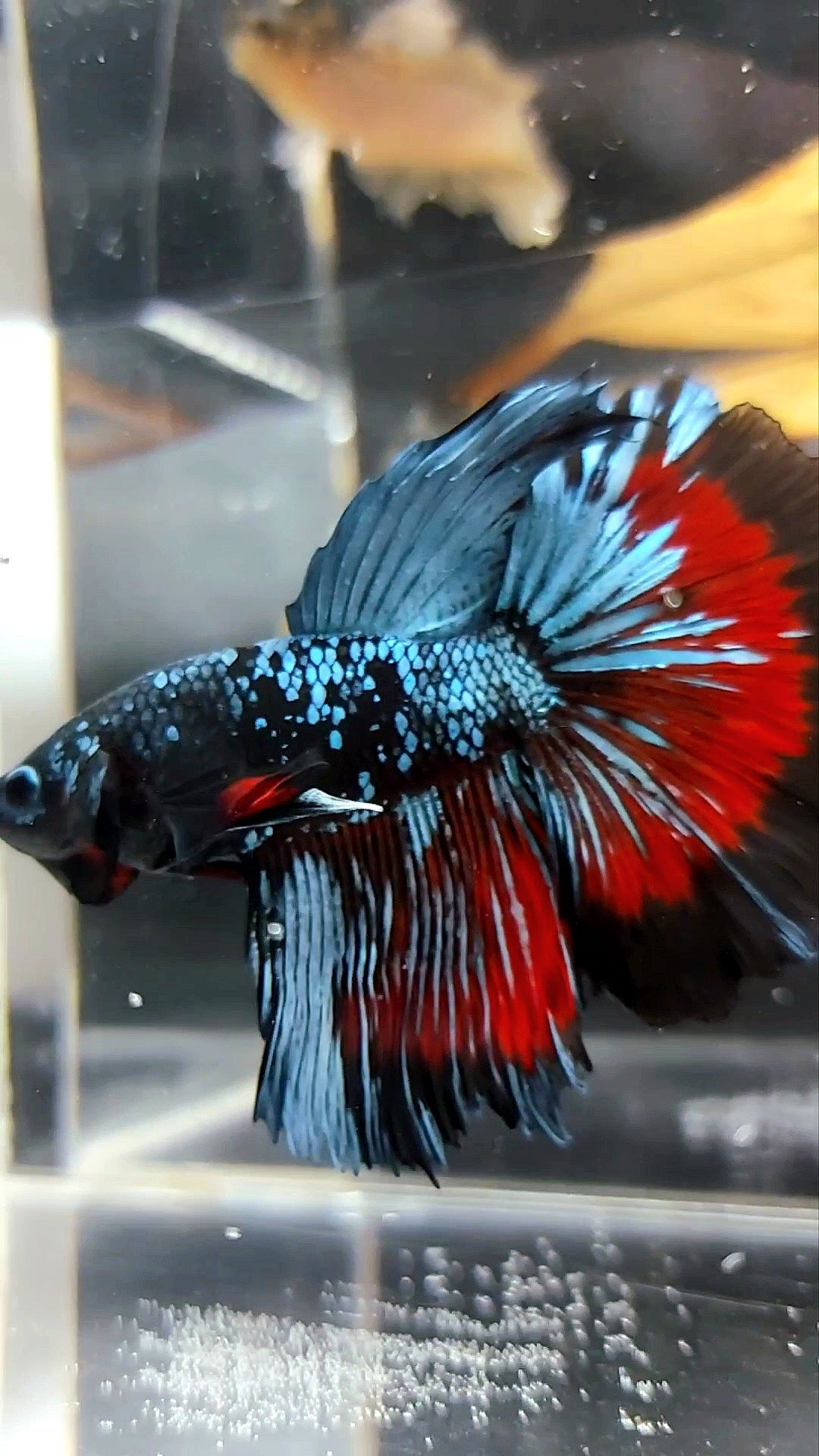 HALFMOON BLACK STAR GALAXY BLUE AVATAR PREMIUM WASH BETTA FISH