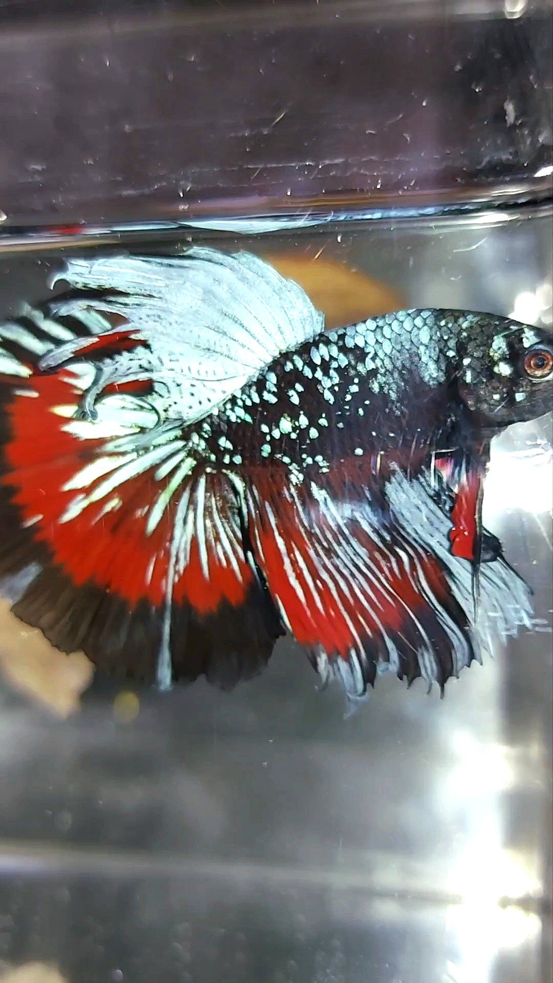 HALFMOON BLACK STAR GALAXY BLUE AVATAR PREMIUM WASH BETTA FISH