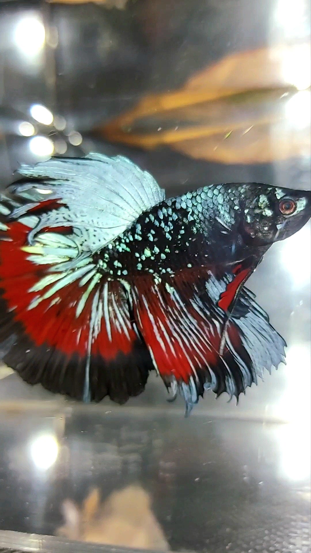 HALFMOON BLACK STAR GALAXY BLUE AVATAR PREMIUM WASH BETTA FISH