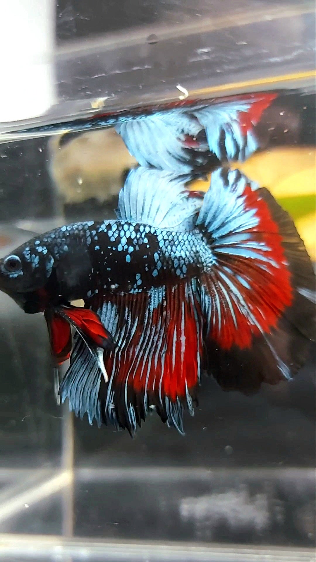 HALFMOON BLACK STAR GALAXY BLUE AVATAR PREMIUM WASH BETTA FISH