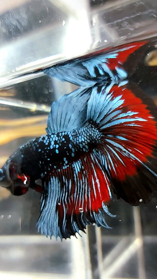 HALFMOON BLACK STAR GALAXY BLUE AVATAR PREMIUM WASH BETTA FISH