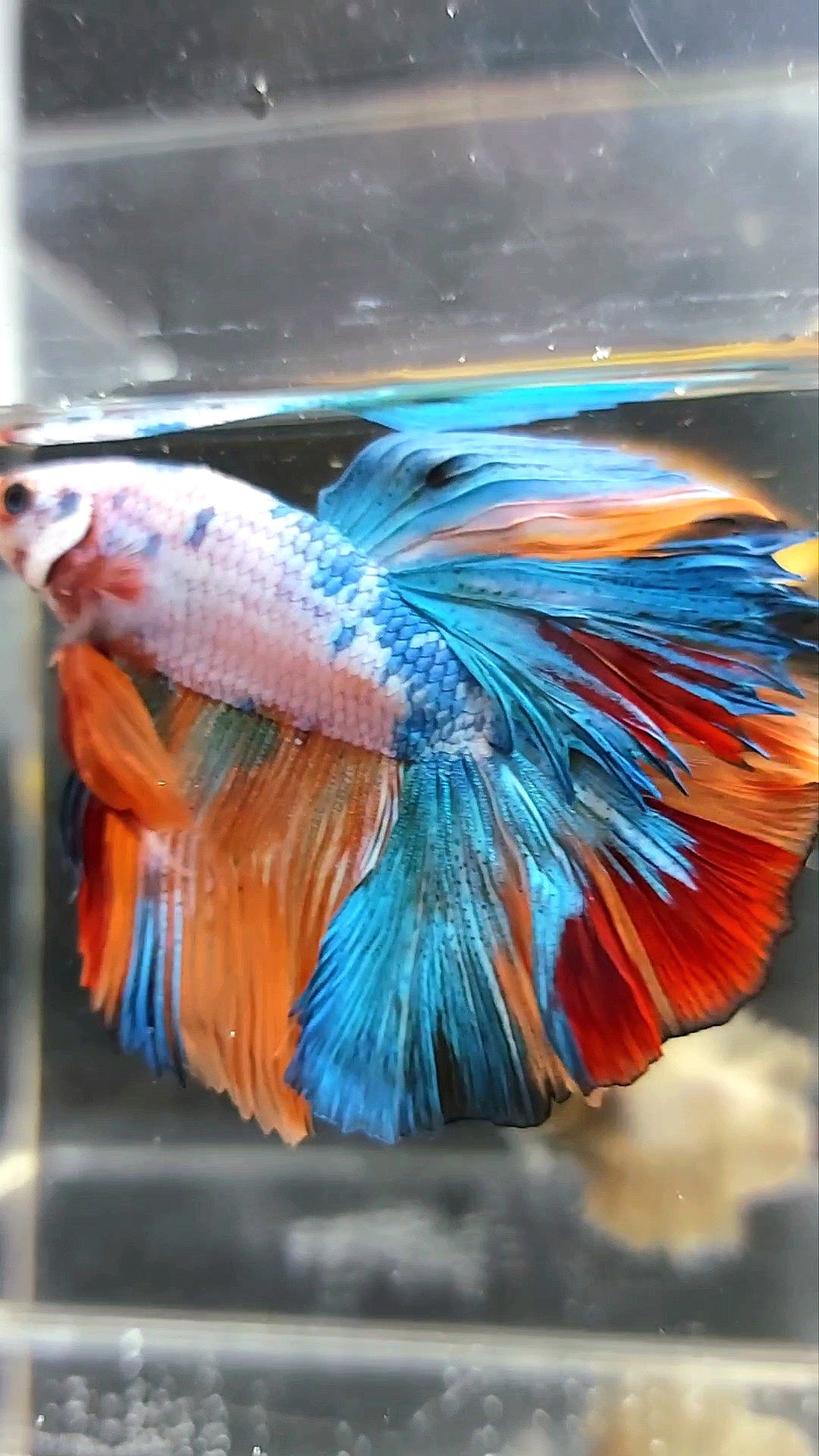 HALFMOON ROSETAIL FANTASTISCHER MEHRFARBIGER BETTA-FISCH