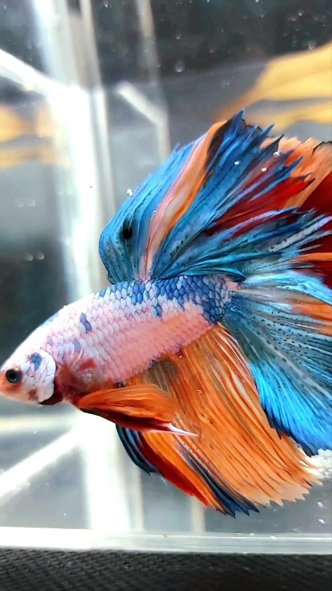 HALFMOON ROSETAIL FANTASTISCHER MEHRFARBIGER BETTA-FISCH