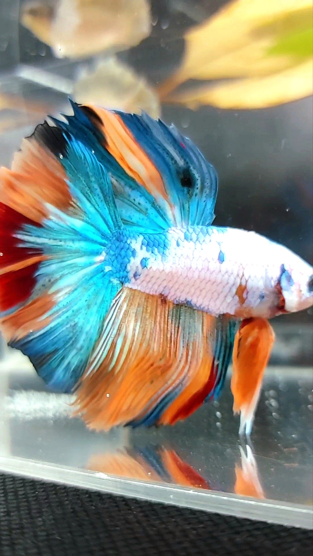 HALFMOON ROSETAIL FANTASTISCHER MEHRFARBIGER BETTA-FISCH