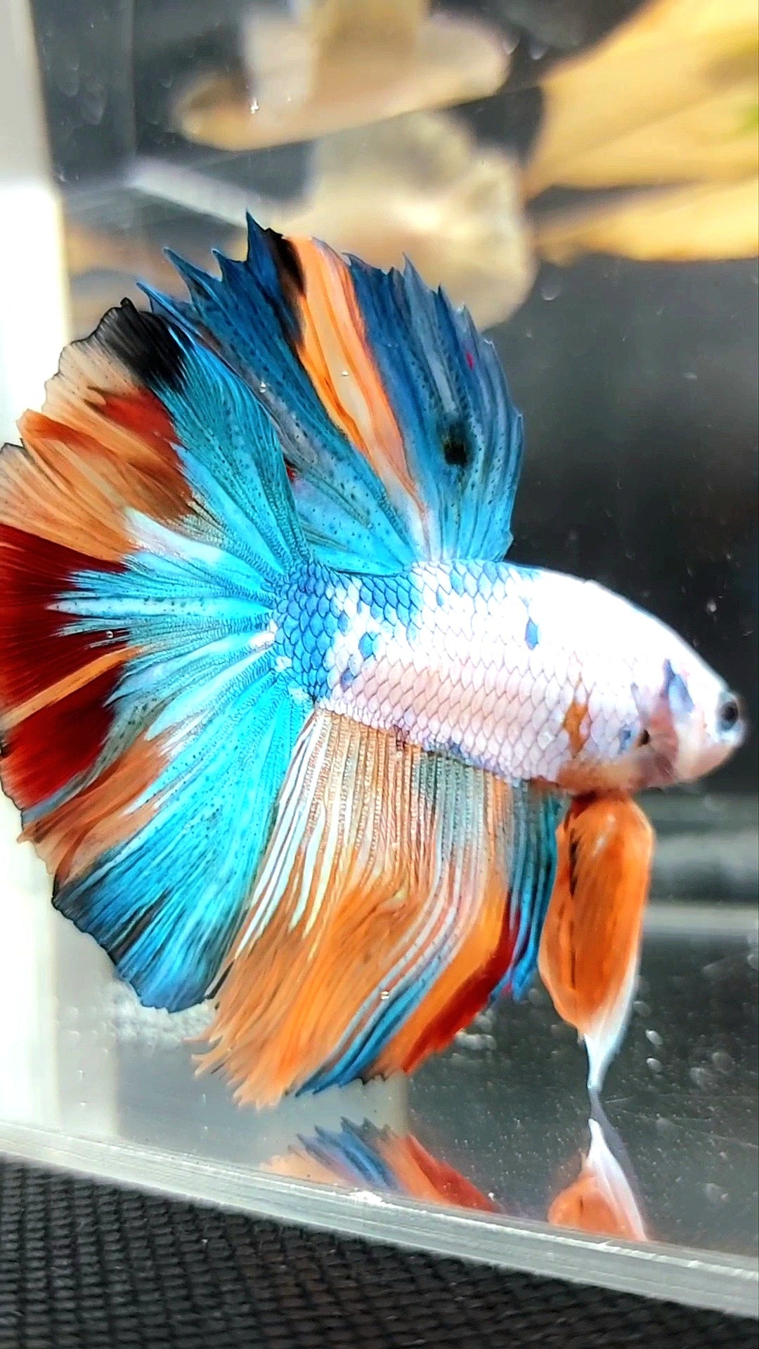 HALFMOON ROSETAIL FANTASTISCHER MEHRFARBIGER BETTA-FISCH