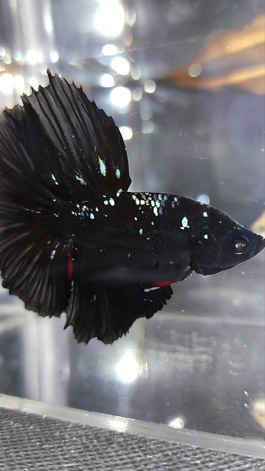 HALFMOON ROSETAIL BLACK GALAXY AVATAR BLUE BETTA FISH