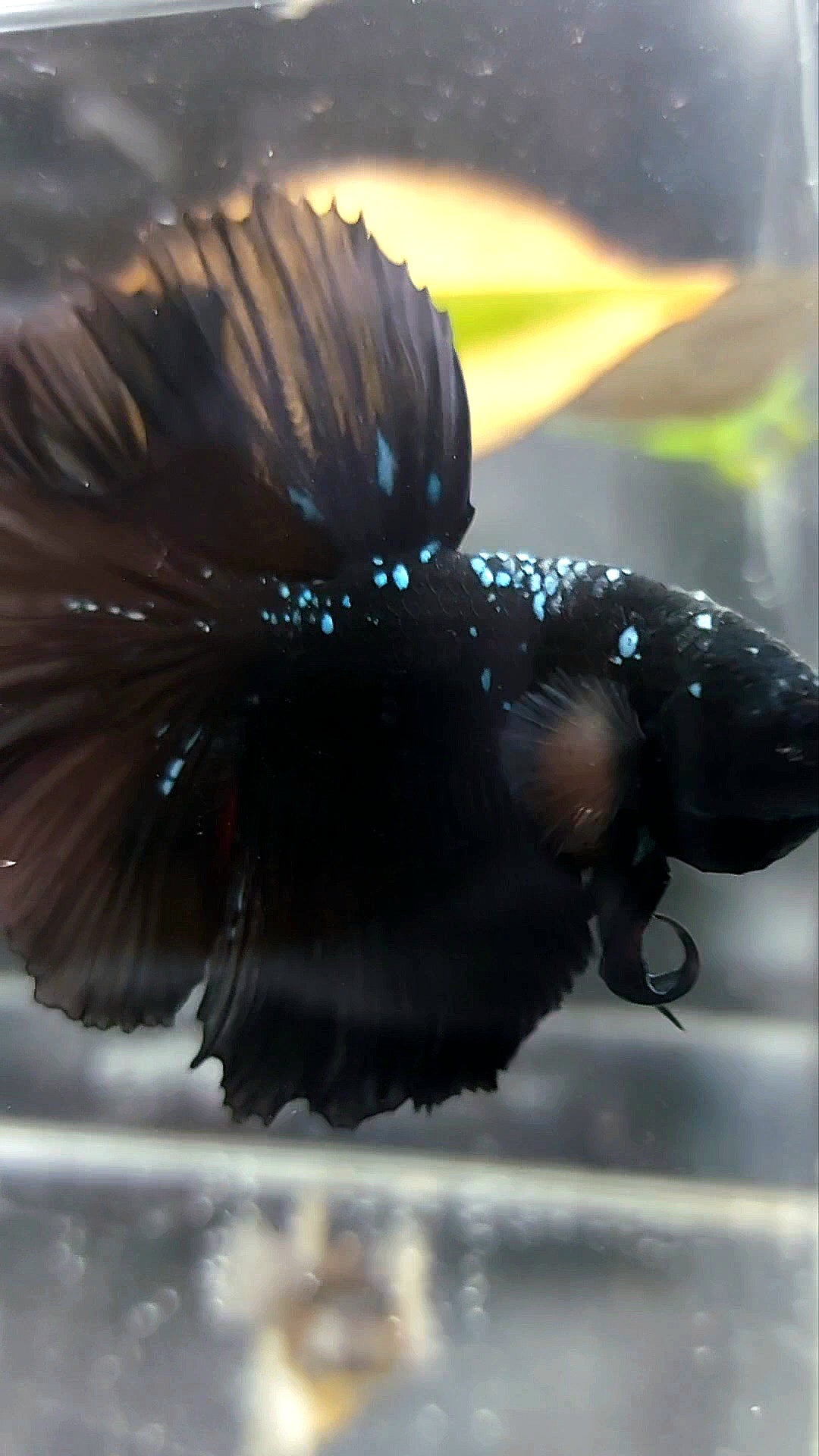 HALFMOON ROSETAIL BLACK GALAXY AVATAR BLUE BETTA FISH