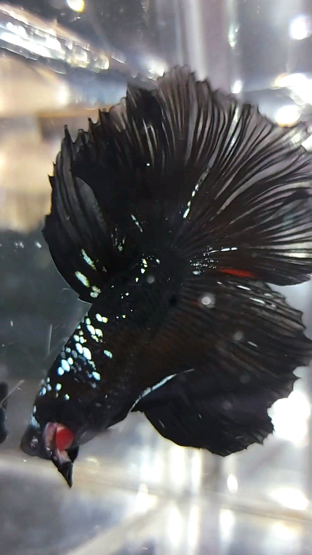 HALFMOON ROSETAIL BLACK GALAXY AVATAR BLAUER BETTA-FISCH