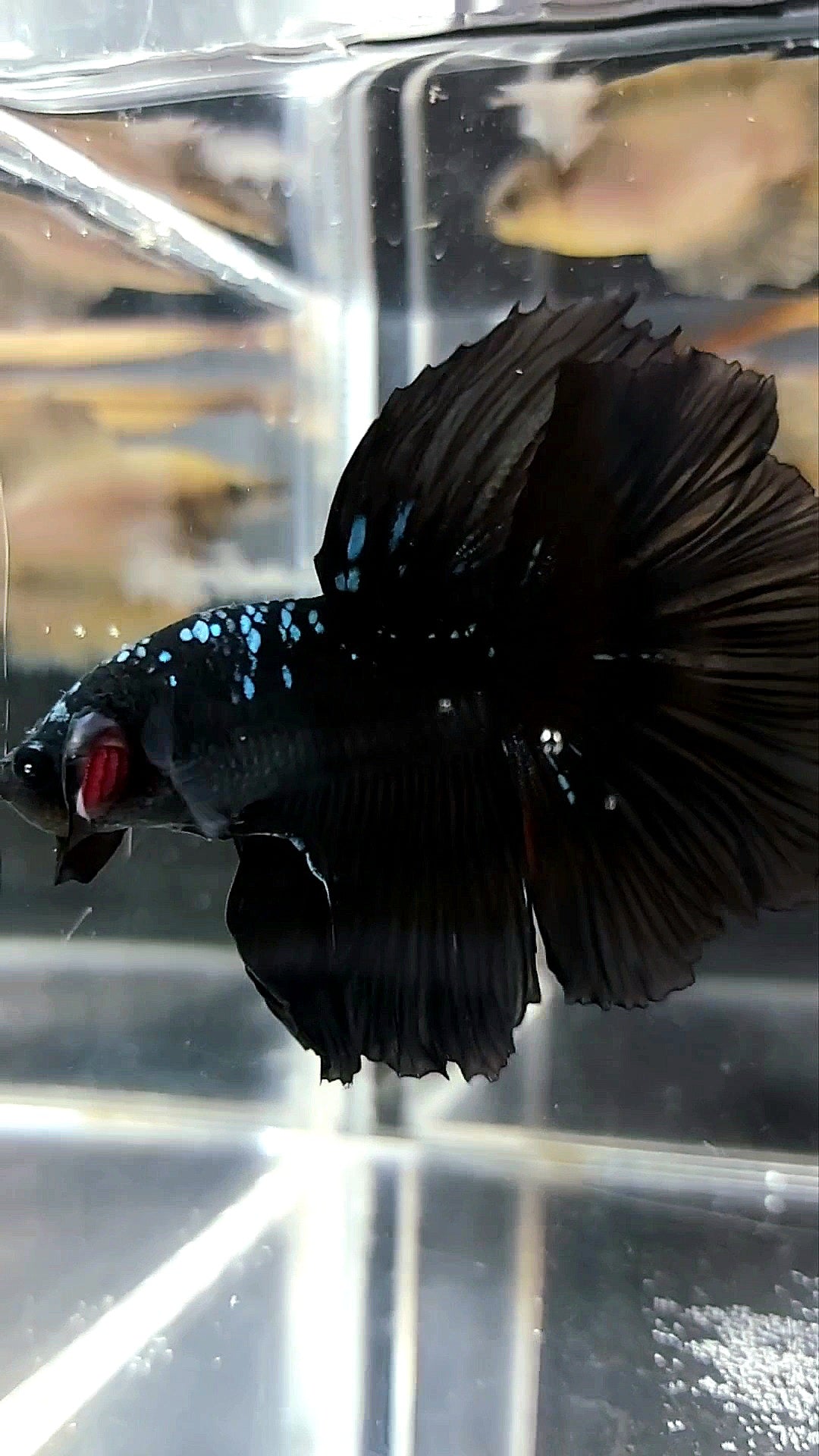 HALFMOON ROSETAIL BLACK GALAXY AVATAR BLAUER BETTA-FISCH