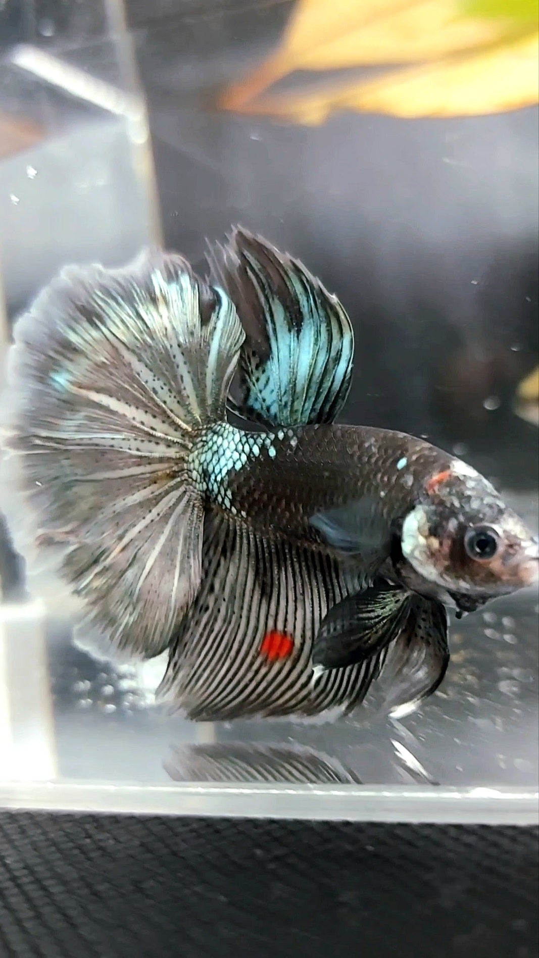 HALFMOON ROSETAIL BLACK SERIES AVATAR COPPER BETTA FISH