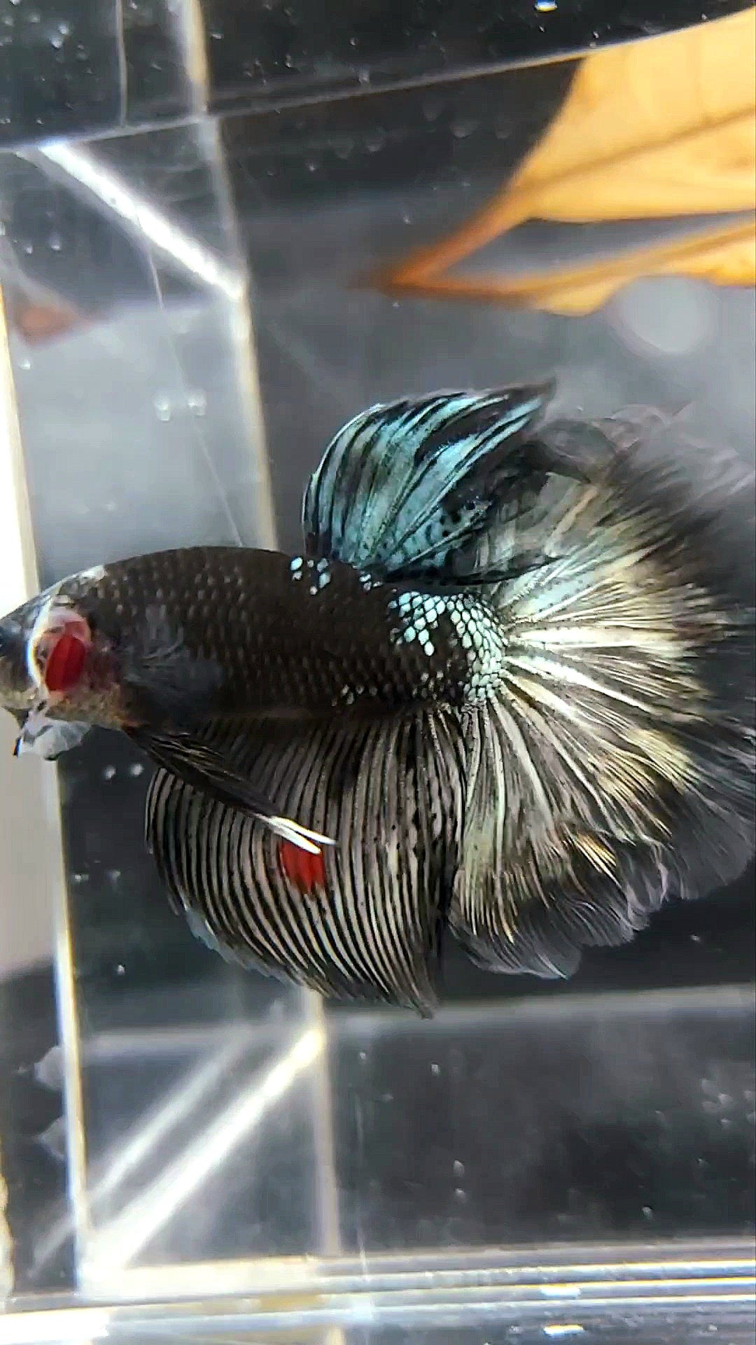 HALFMOON ROSETAIL BLACK SERIES AVATAR KUPFER BETTA FISCH