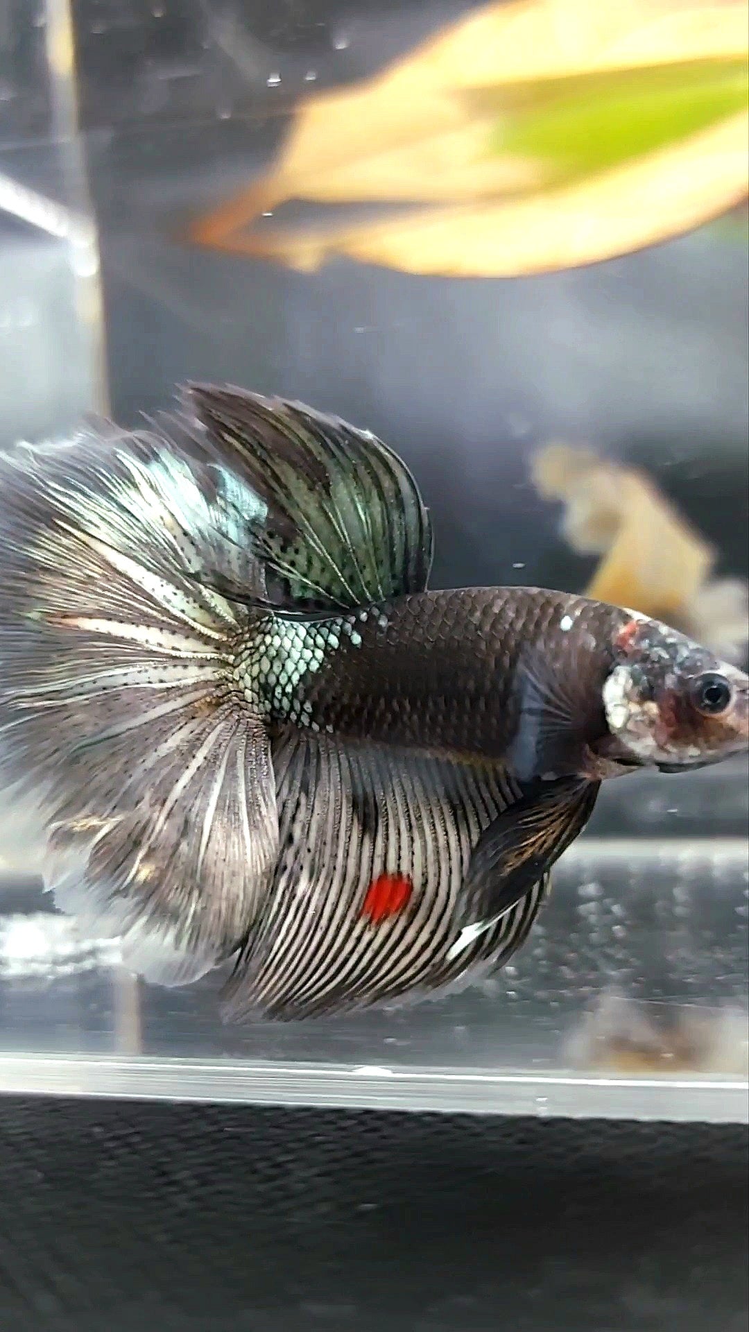 HALFMOON ROSETAIL BLACK SERIES AVATAR COPPER BETTA FISH