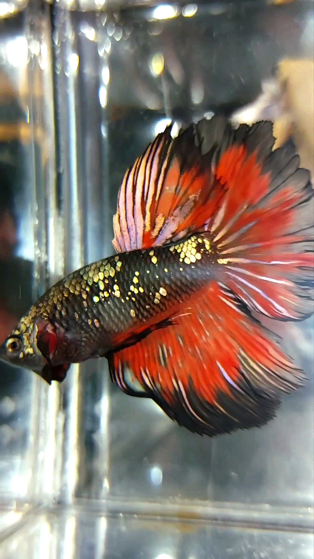 HALFMOON BLACK STAR GALAXY AVATAR KUPFER GOLD ROT FEUER PREMIUM BETTA FISCH