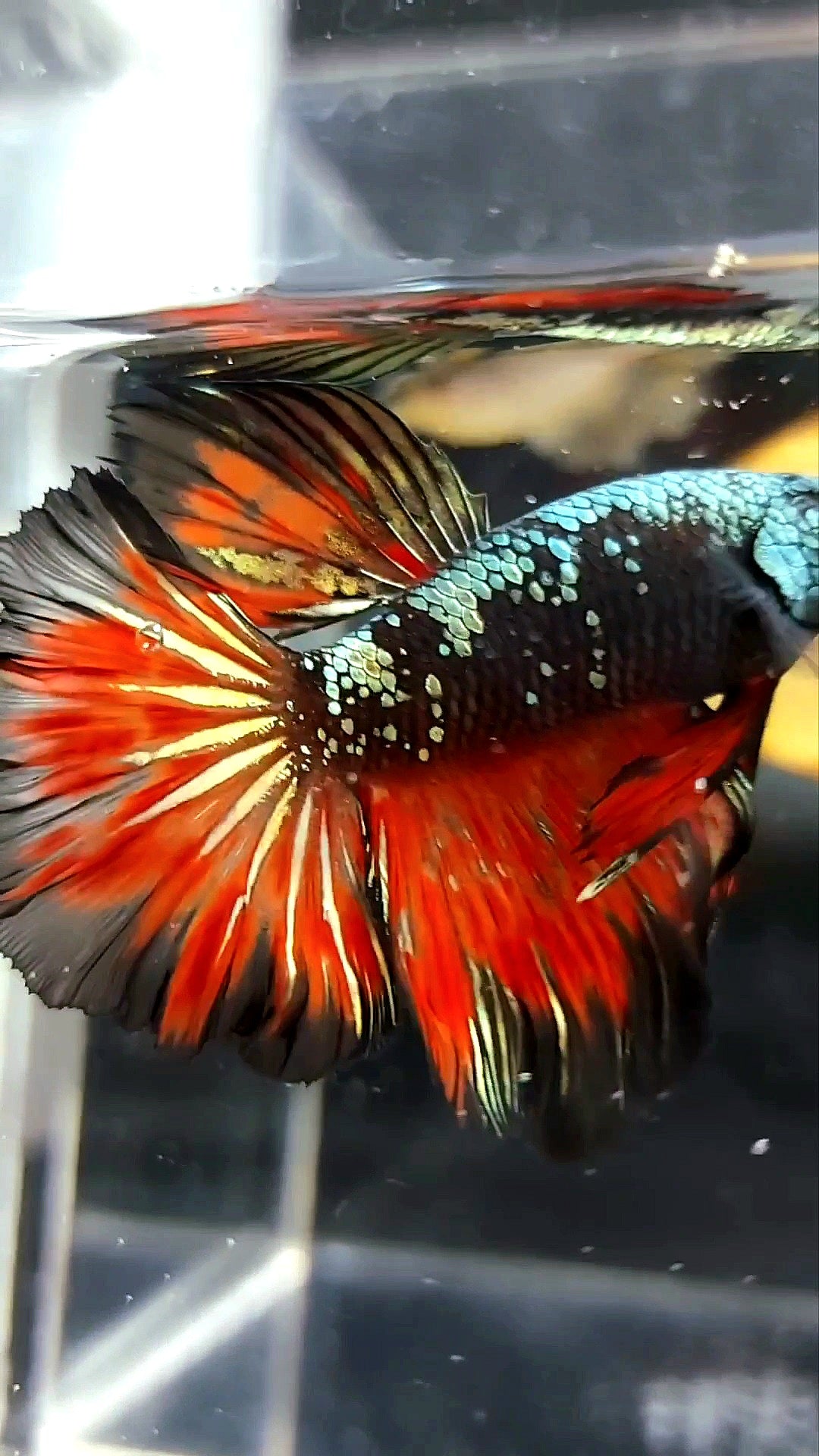 HALFMOON BLACK STAR GALAXY AVATAR KUPFER GOLD ROT FEUER PREMIUM BETTA FISCH