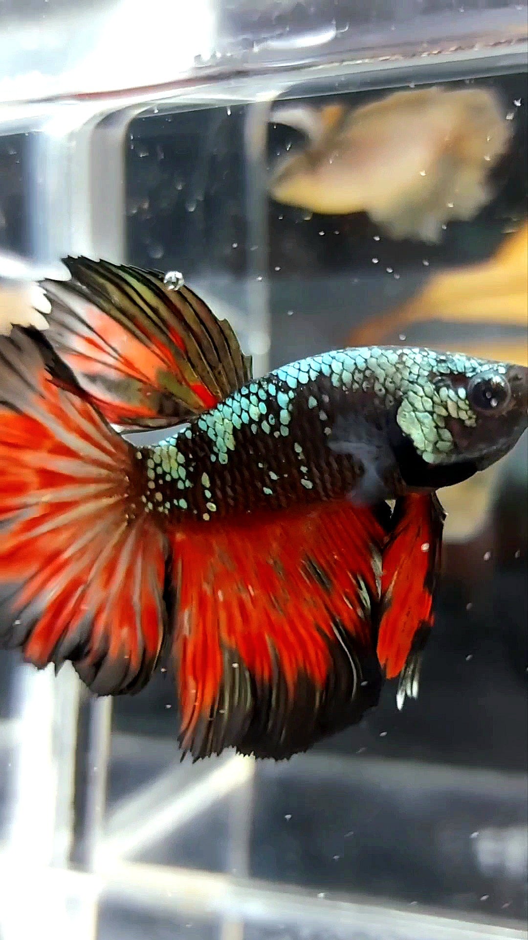 HALFMOON BLACK STAR GALAXY AVATAR KUPFER GOLD ROT FEUER PREMIUM BETTA FISCH