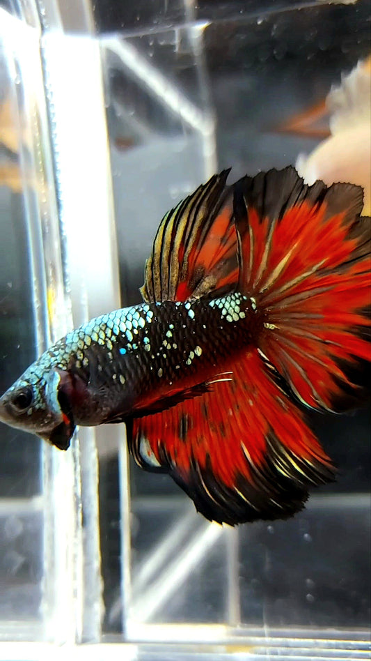 HALFMOON BLACK STAR GALAXY AVATAR COPPER GOLD RED FIRE PREMIUM BETTA FISH