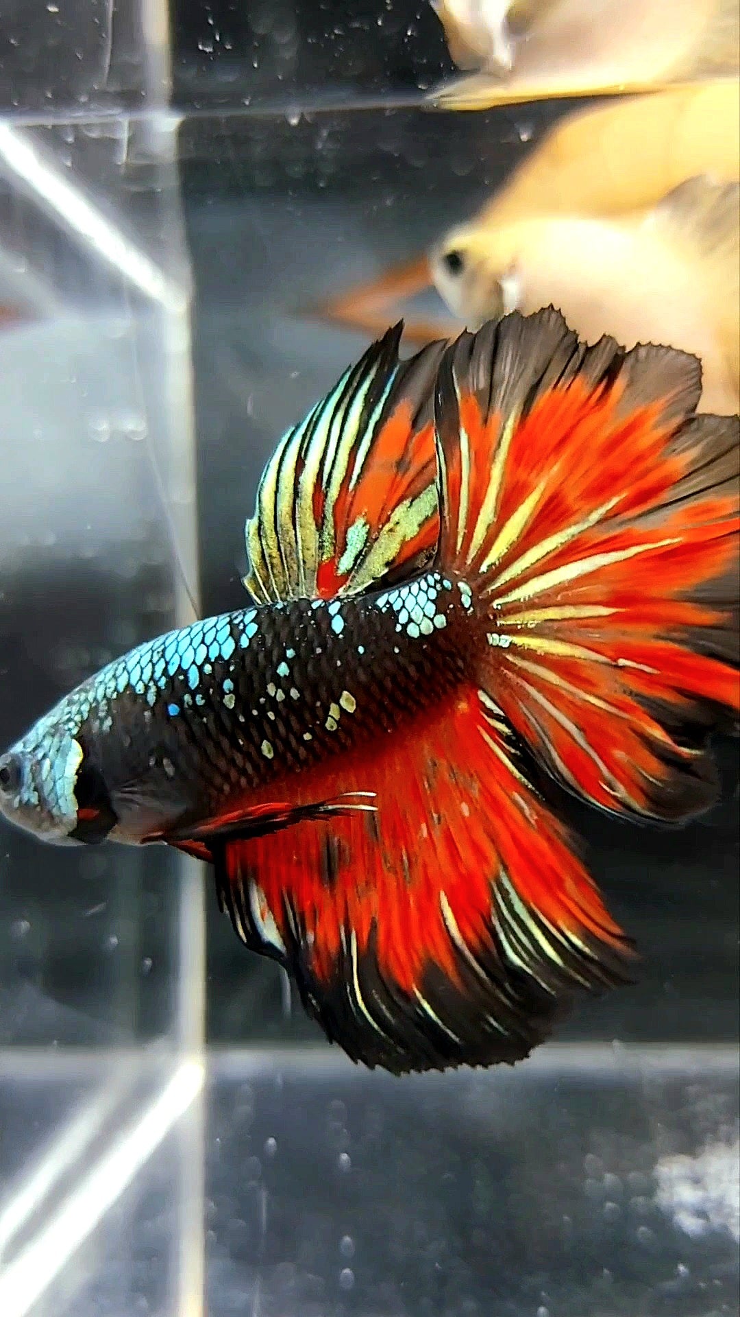 HALFMOON BLACK STAR GALAXY AVATAR KUPFER GOLD ROT FEUER PREMIUM BETTA FISCH