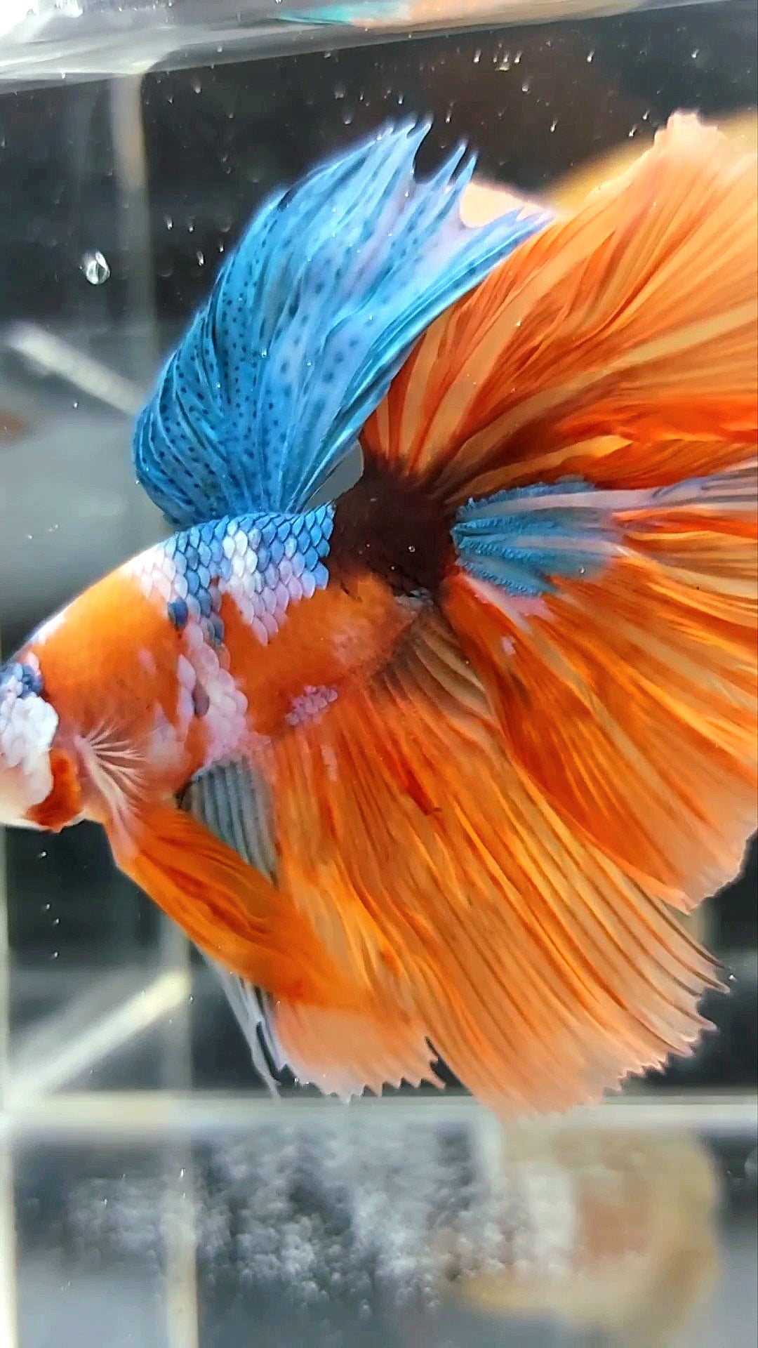 HALFMOON ROSETAIL ORANGE BLUE GALAXY MULTICOLOR UNIQUE BETTA FISH