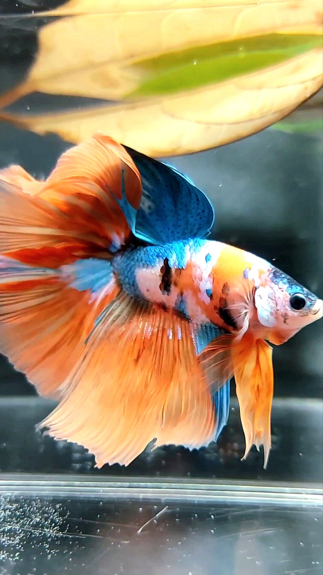 HALFMOON ROSETAIL ORANGE BLUE GALAXY MULTICOLOR EINZIGARTIGER BETTA-FISCH