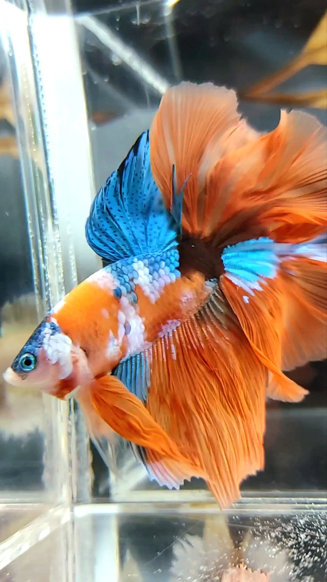 HALFMOON ROSETAIL ORANGE BLUE GALAXY MULTICOLOR EINZIGARTIGER BETTA-FISCH