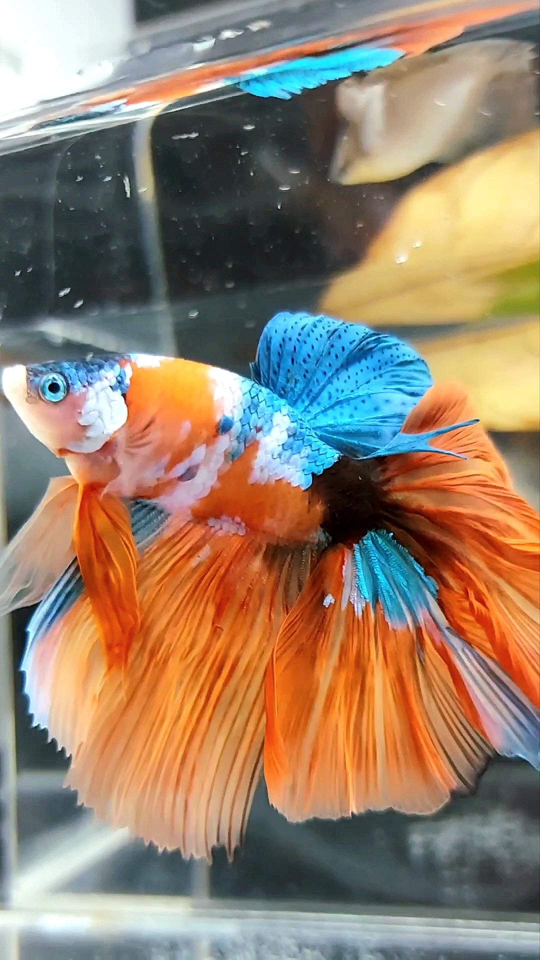 HALFMOON ROSETAIL ORANGE BLUE GALAXY MULTICOLOR EINZIGARTIGER BETTA-FISCH