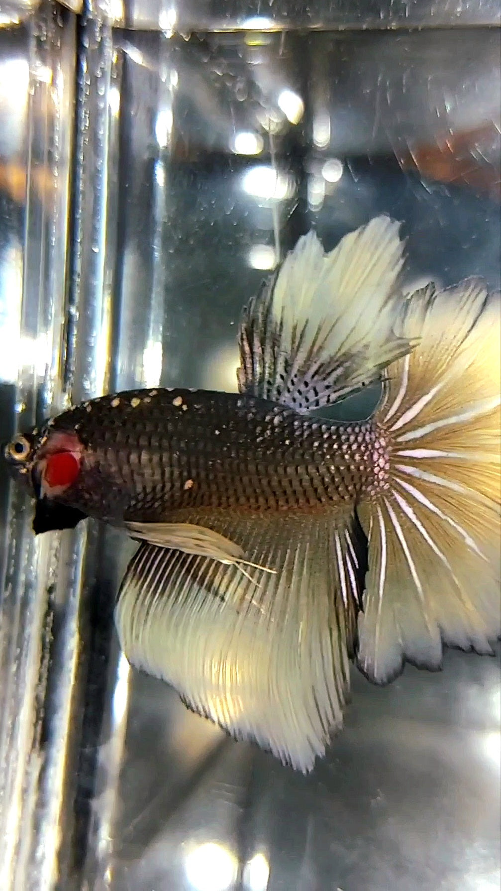 HALBMOND SCHWARZER GALAXY AVATAR KUPFERGELBER BETTA FISCH