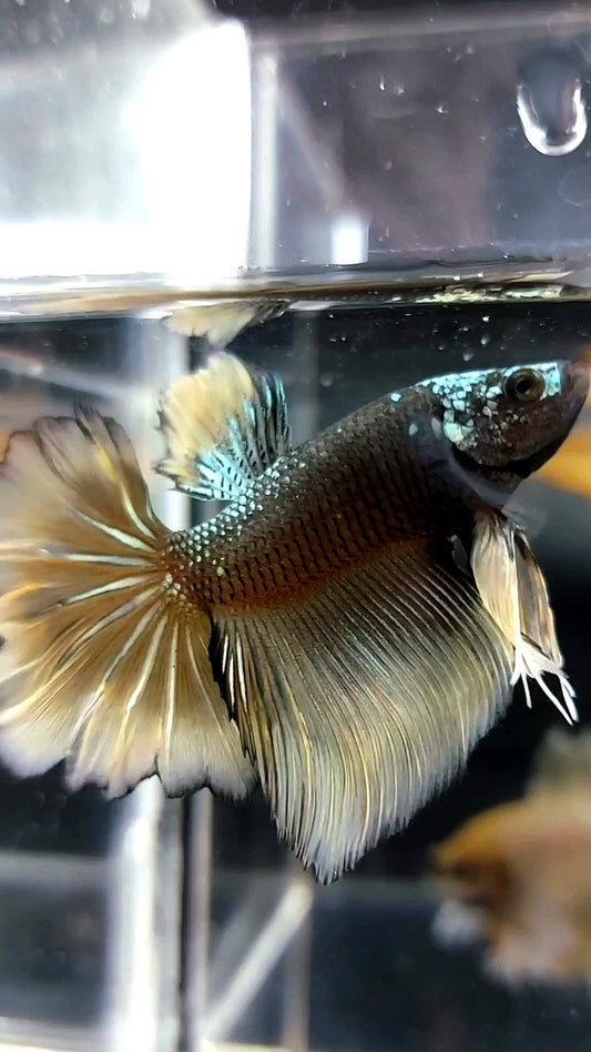 HALFMOON BLACK GALAXY AVATAR COPPER YELLOW BETTA FISH