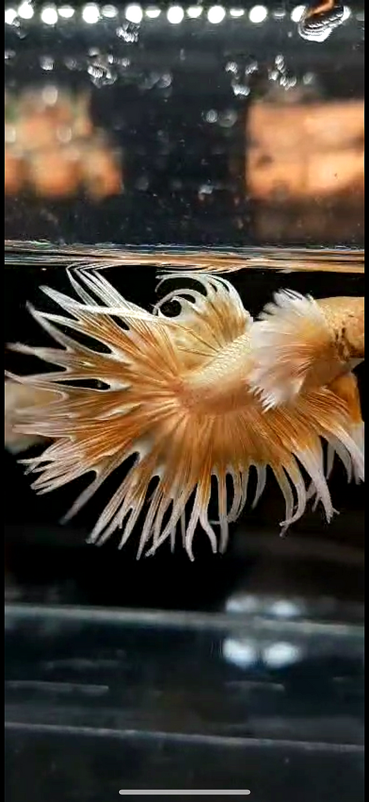 LUXURY CROWNTAIL DUMBO EAR GOLD BUTTERFLY BETTA FISH