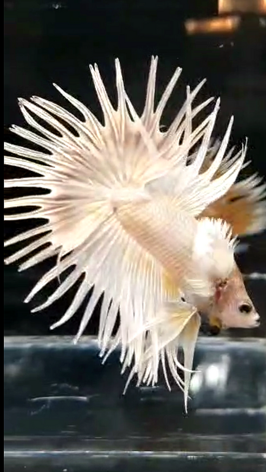 LUXURY CROWNTAIL DUMBO EAR WHITE PLATINUM BETTA FISH