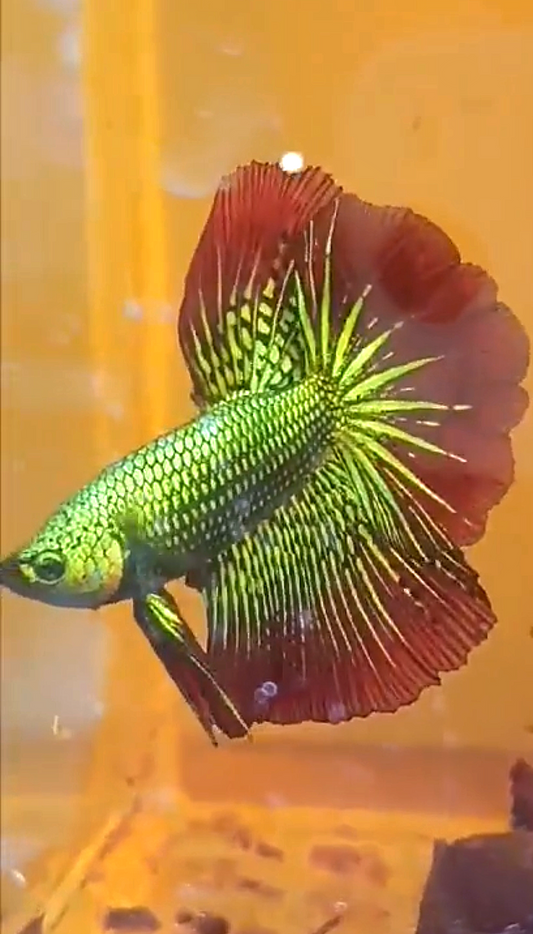 LUXURY HALFMOON ROSETAIL GREEN ALIEN HYBRID WILD BETTA FISH