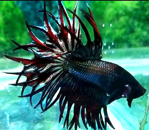 LUXURY KING CROWNTAIL COPPER VAMPIRE BETTA FISH – Rare Betta Fish Store