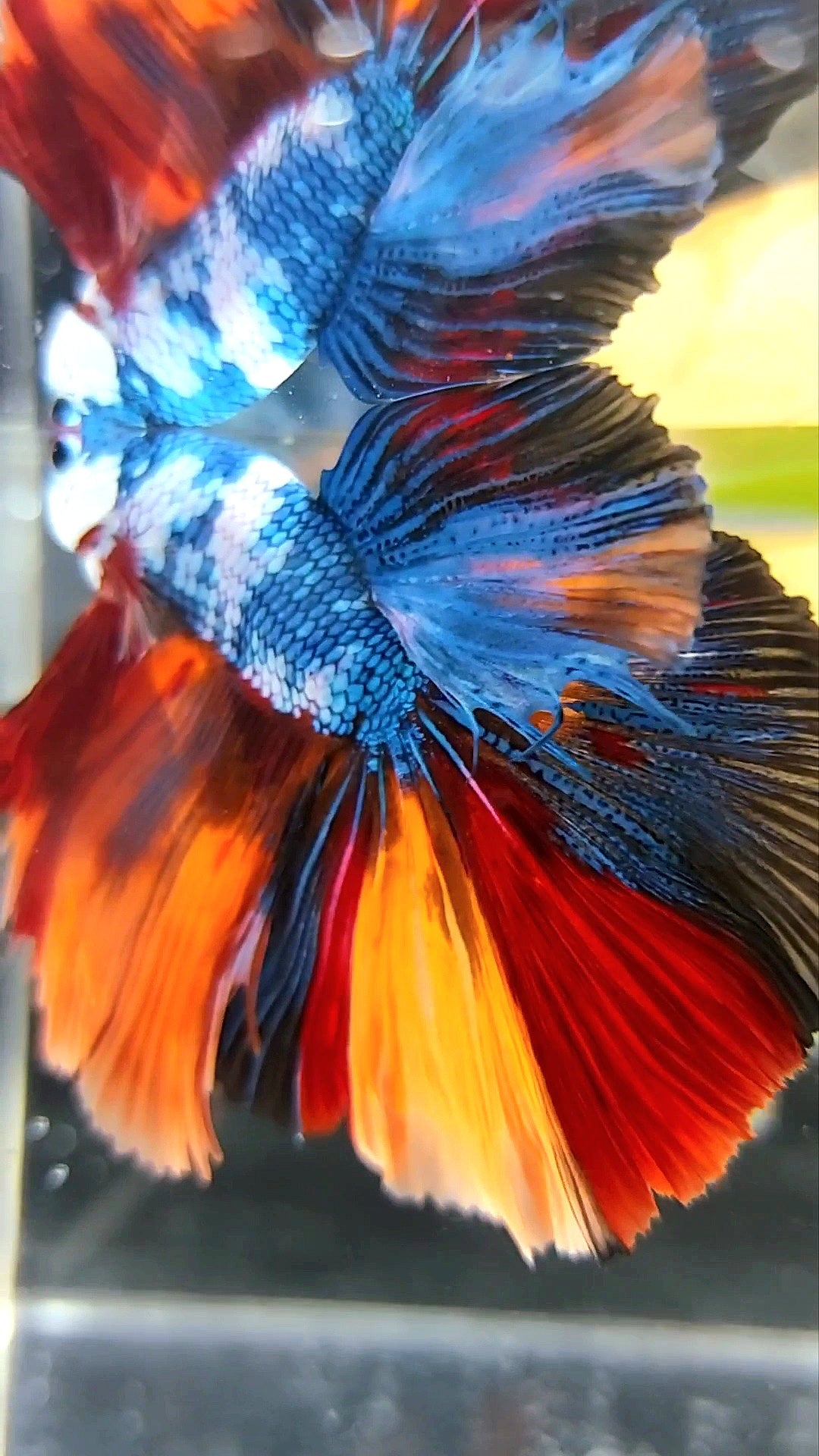 XL HALFMOON OVERTAIL ROSETAIL MARBLE NEMO MULTICOLOR BETTA FISH