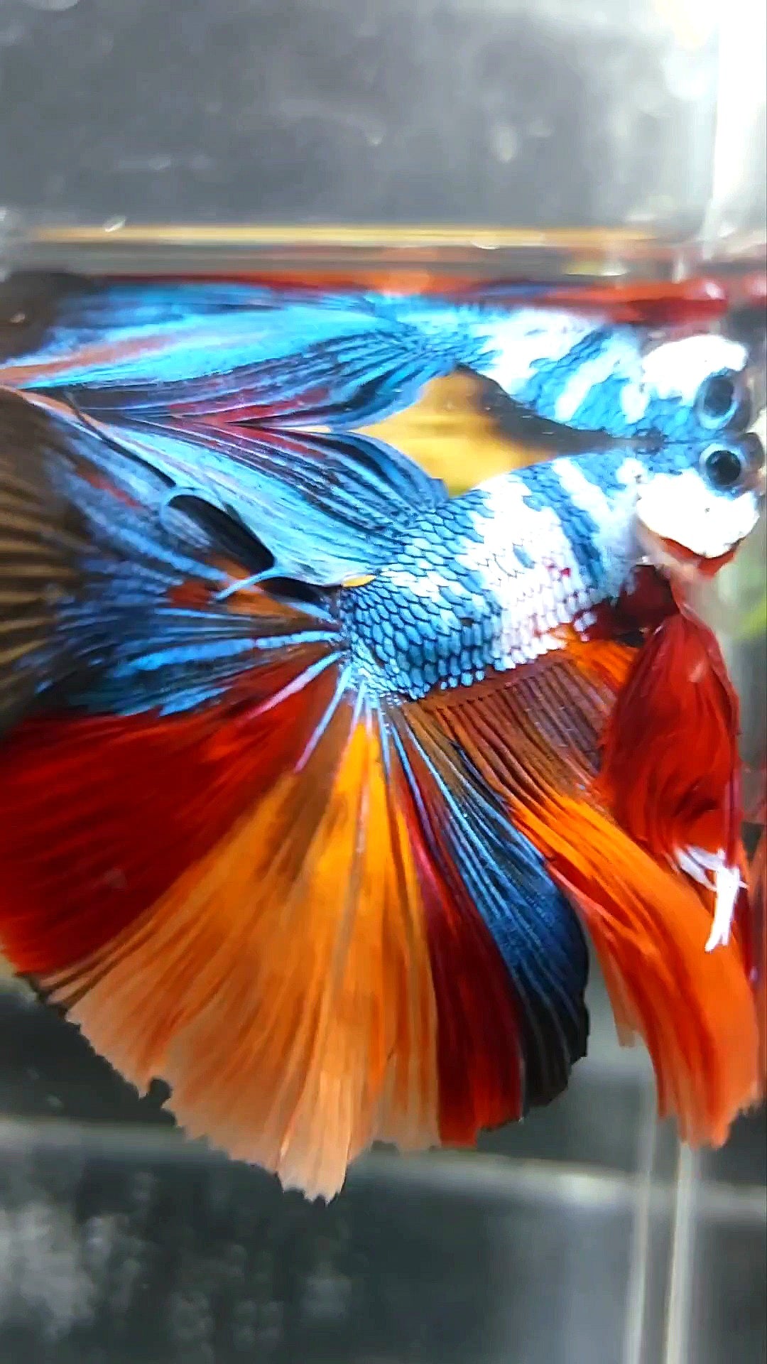 XL HALFMOON OVERTAIL ROSETAIL MARBLE NEMO MULTICOLOR BETTA FISH