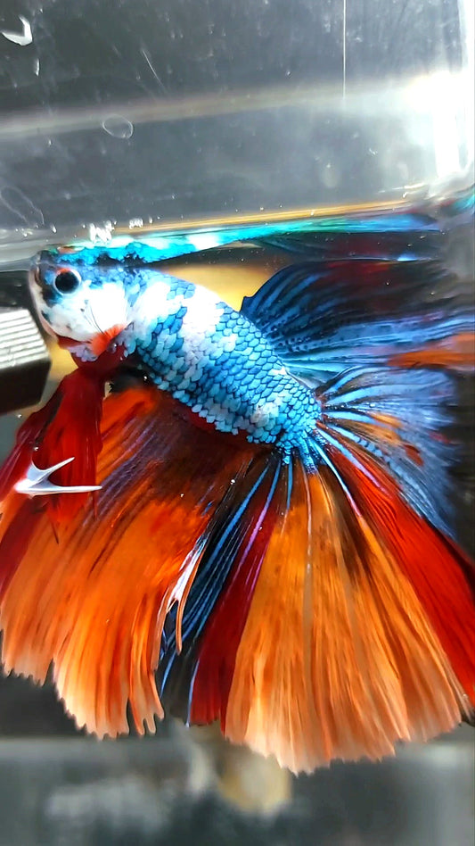 XL HALFMOON OVERTAIL ROSETAIL MARBLE NEMO MULTICOLOR BETTA FISH