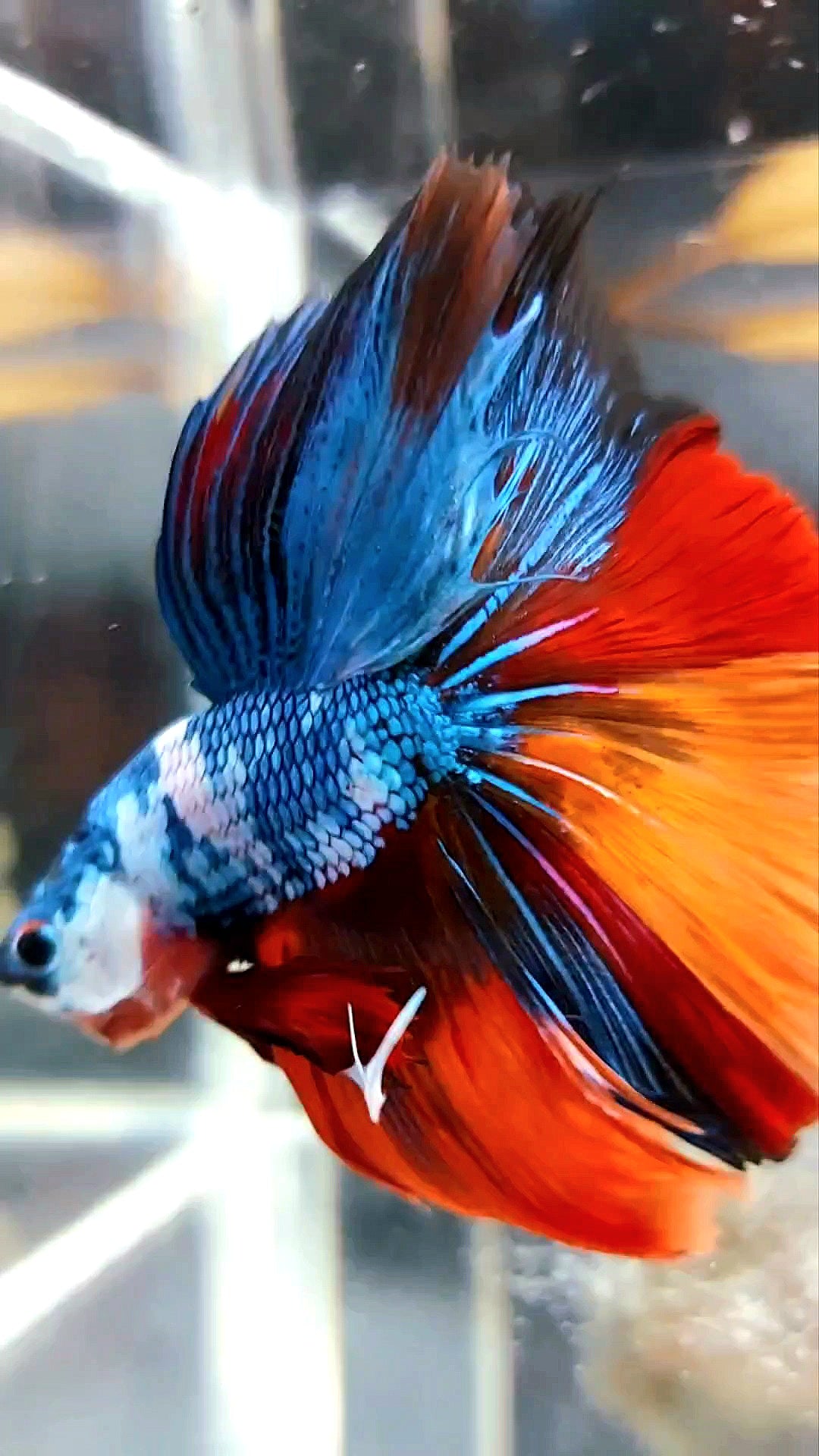 XL HALFMOON OVERTAIL ROSETAIL MARBLE NEMO MULTICOLOR BETTA FISH