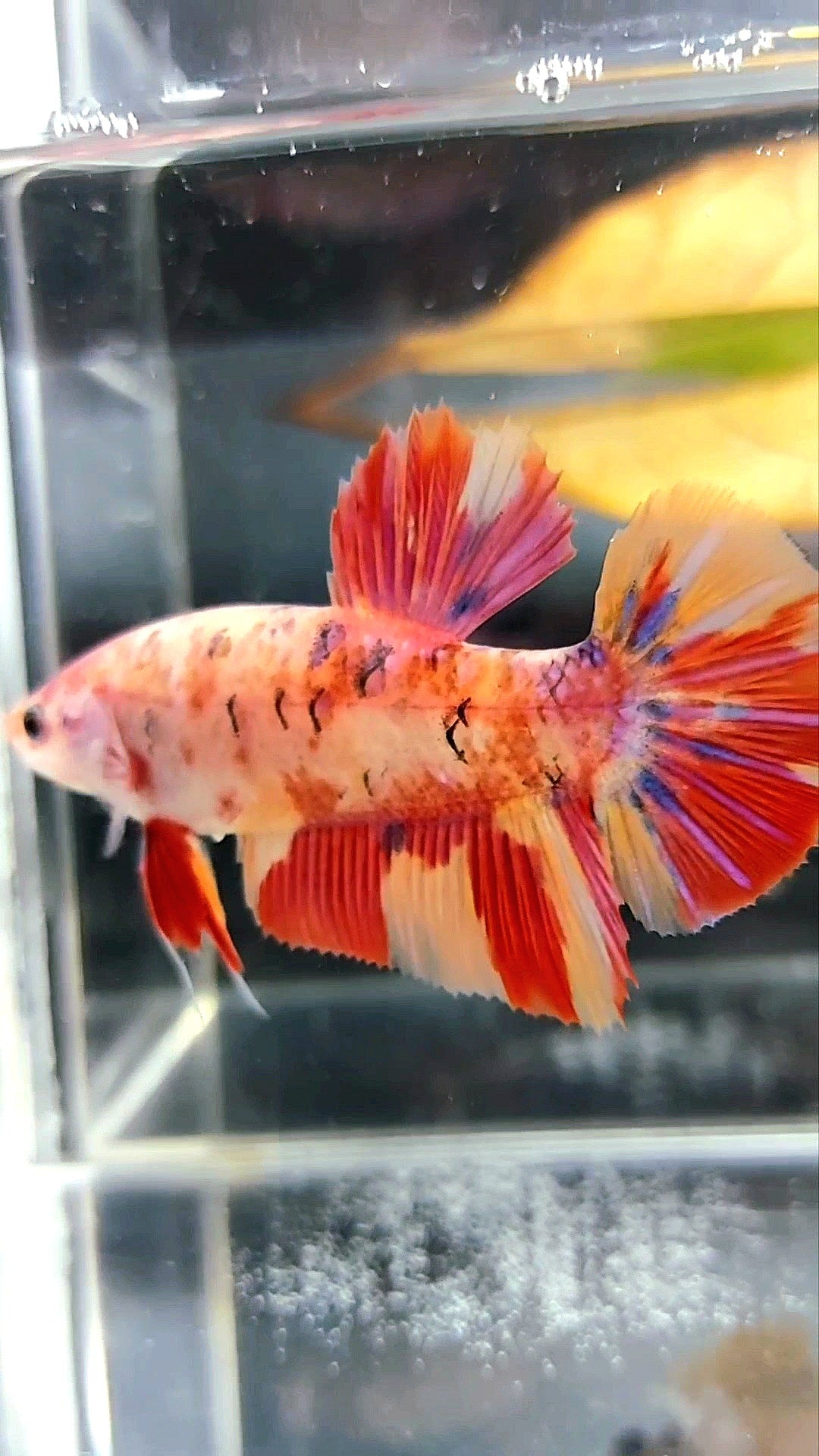 FEMALE GIANT HMPK ORANGE GALAXY MULTICOLOR BETTA FISH