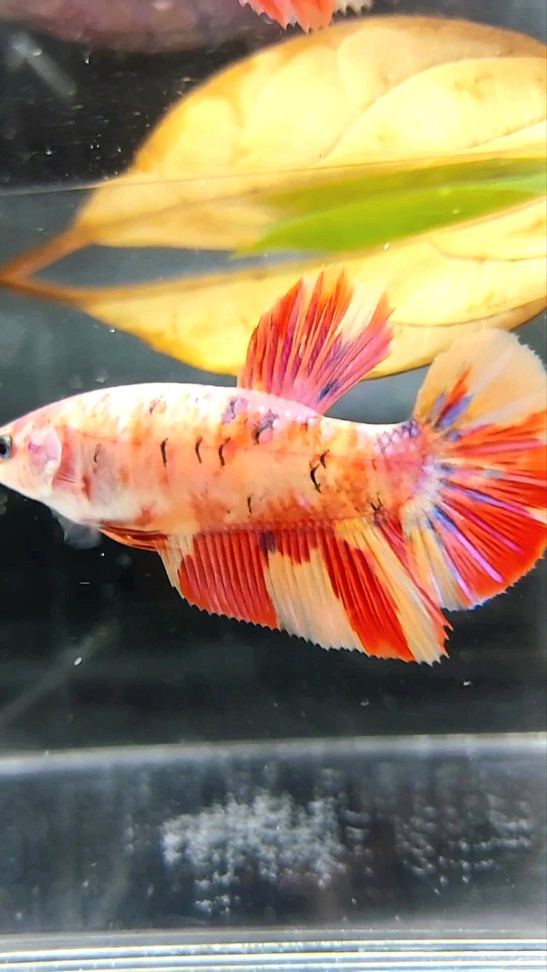 FEMALE GIANT HMPK ORANGE GALAXY MULTICOLOR BETTA FISH