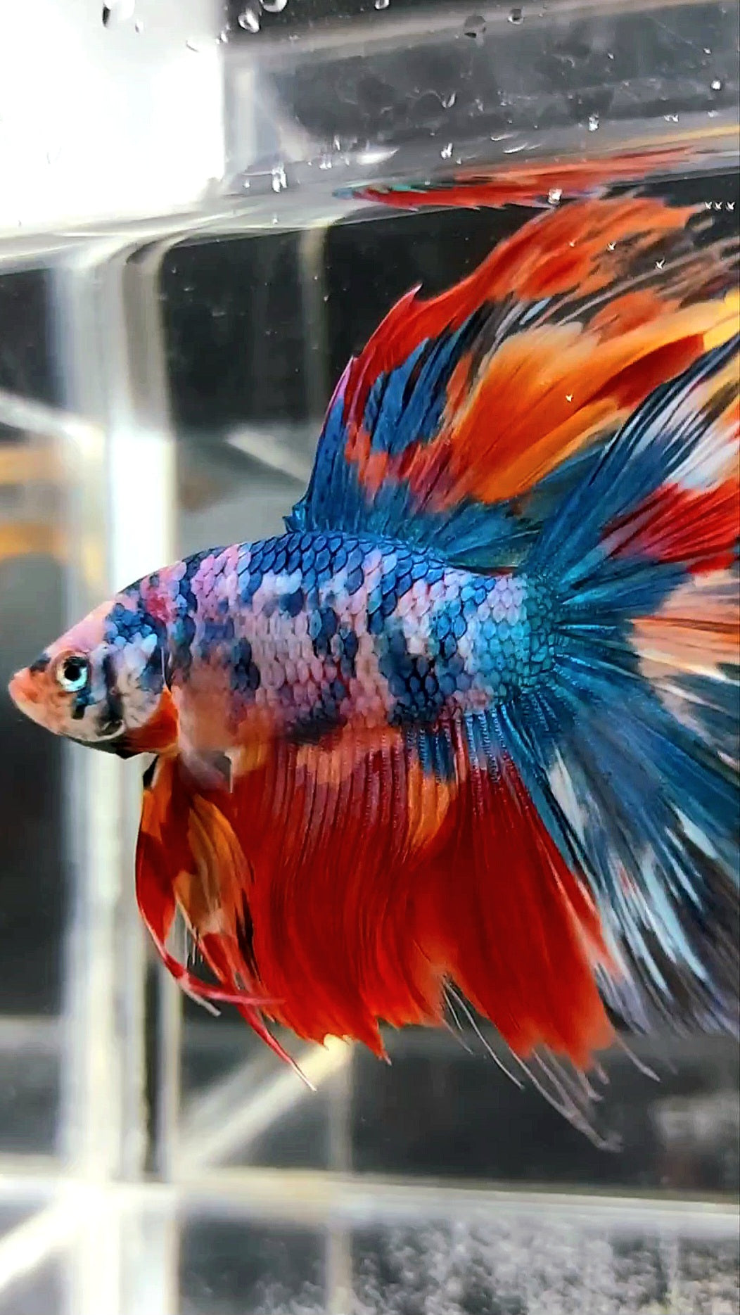 XL HALFMOON ROSETAIL RAINBOW MULTICOLOR METTALIC BETTA FISH