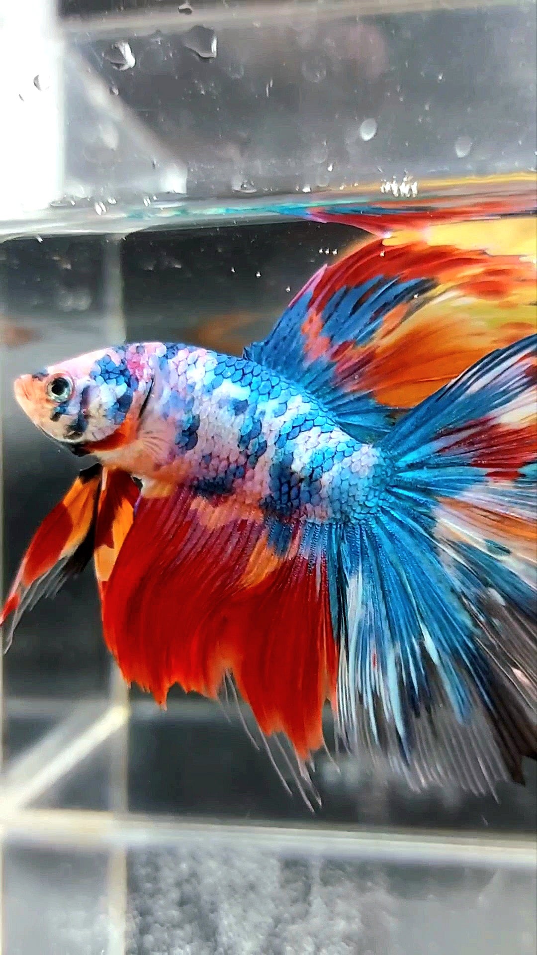 XL HALFMOON ROSETAIL RAINBOW MULTICOLOR METTALIC BETTA FISH