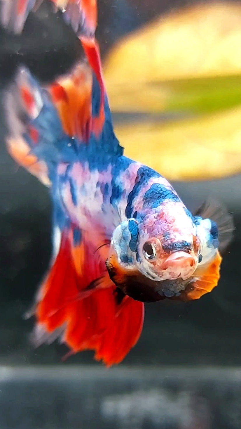 XL HALFMOON ROSETAIL RAINBOW MULTICOLOR METTALIC BETTA FISH