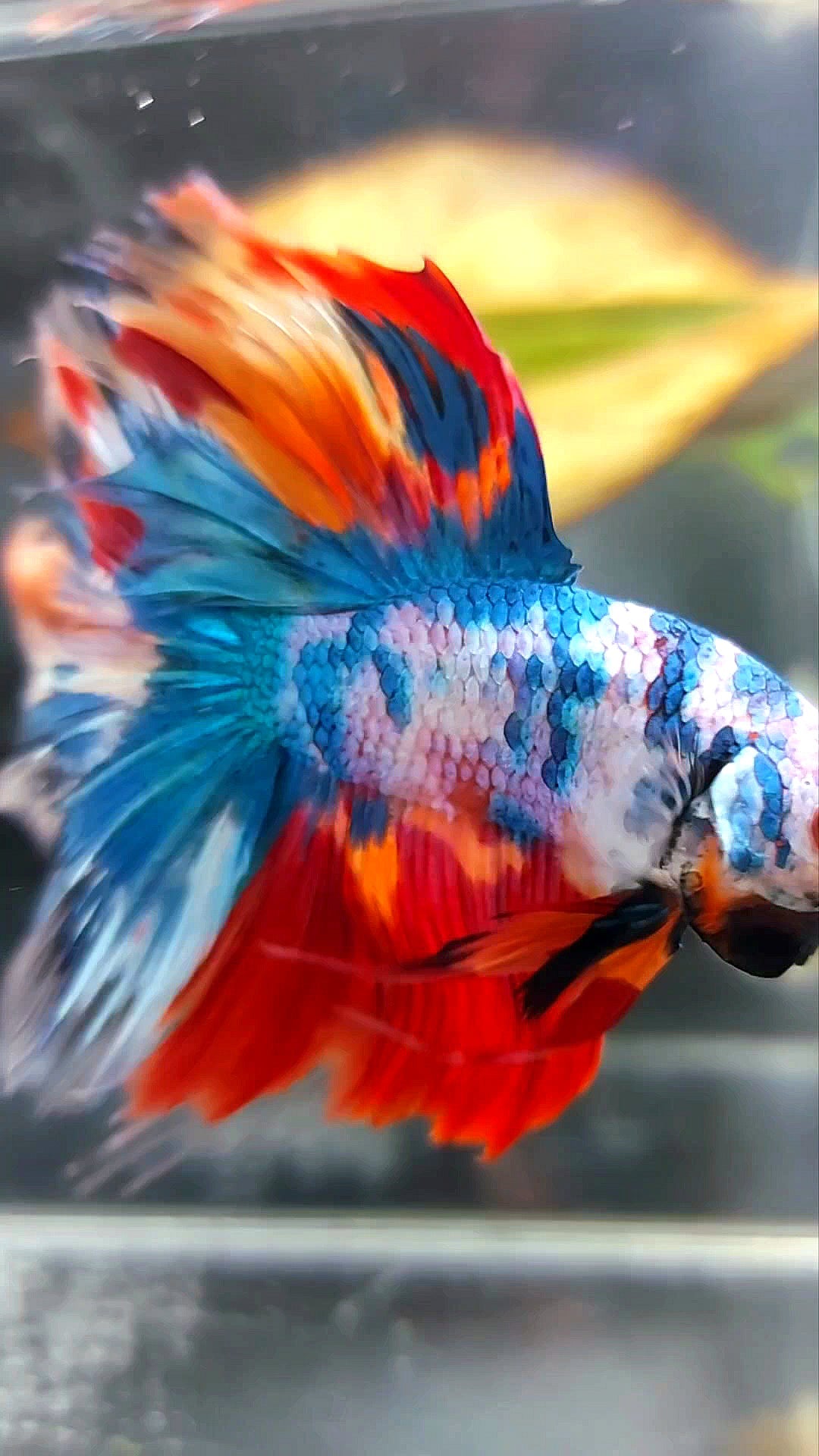 XL HALFMOON ROSETAIL RAINBOW MULTICOLOR METTALIC BETTA FISH