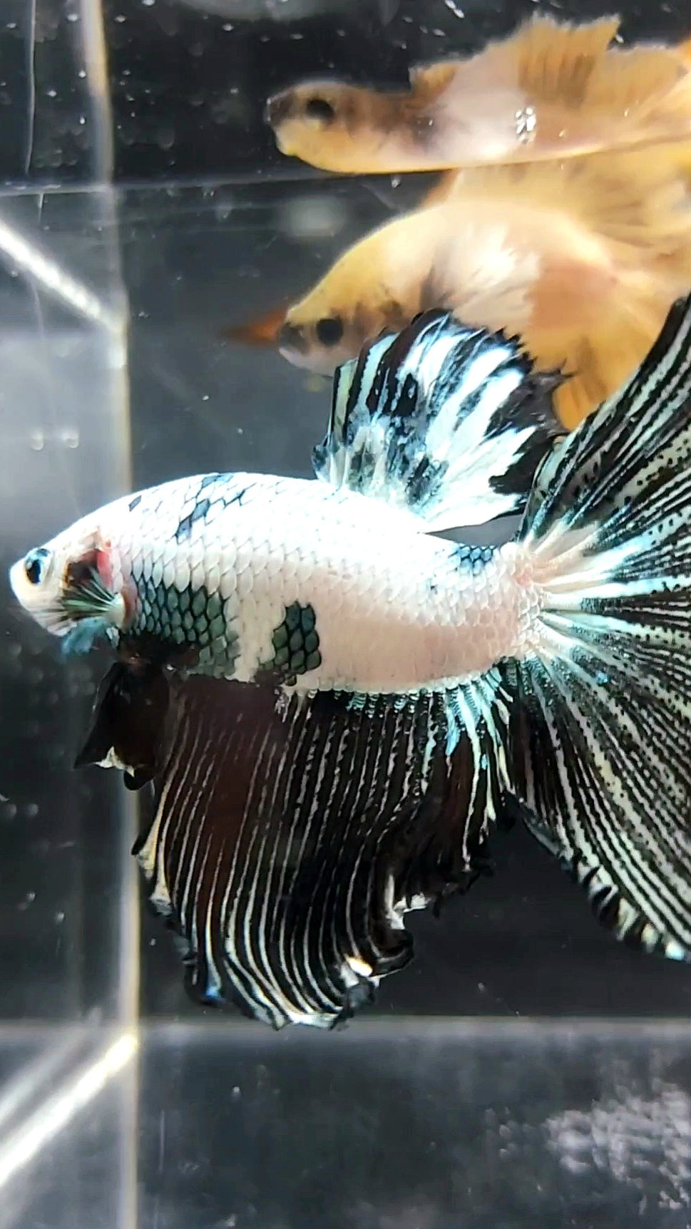 XL HALFMOON BLACK COPPER RIM SNOW BETTA FISH