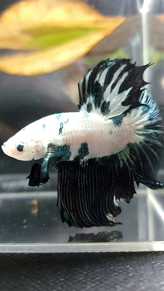 XL HALFMOON BLACK COPPER RIM SNOW BETTA FISH