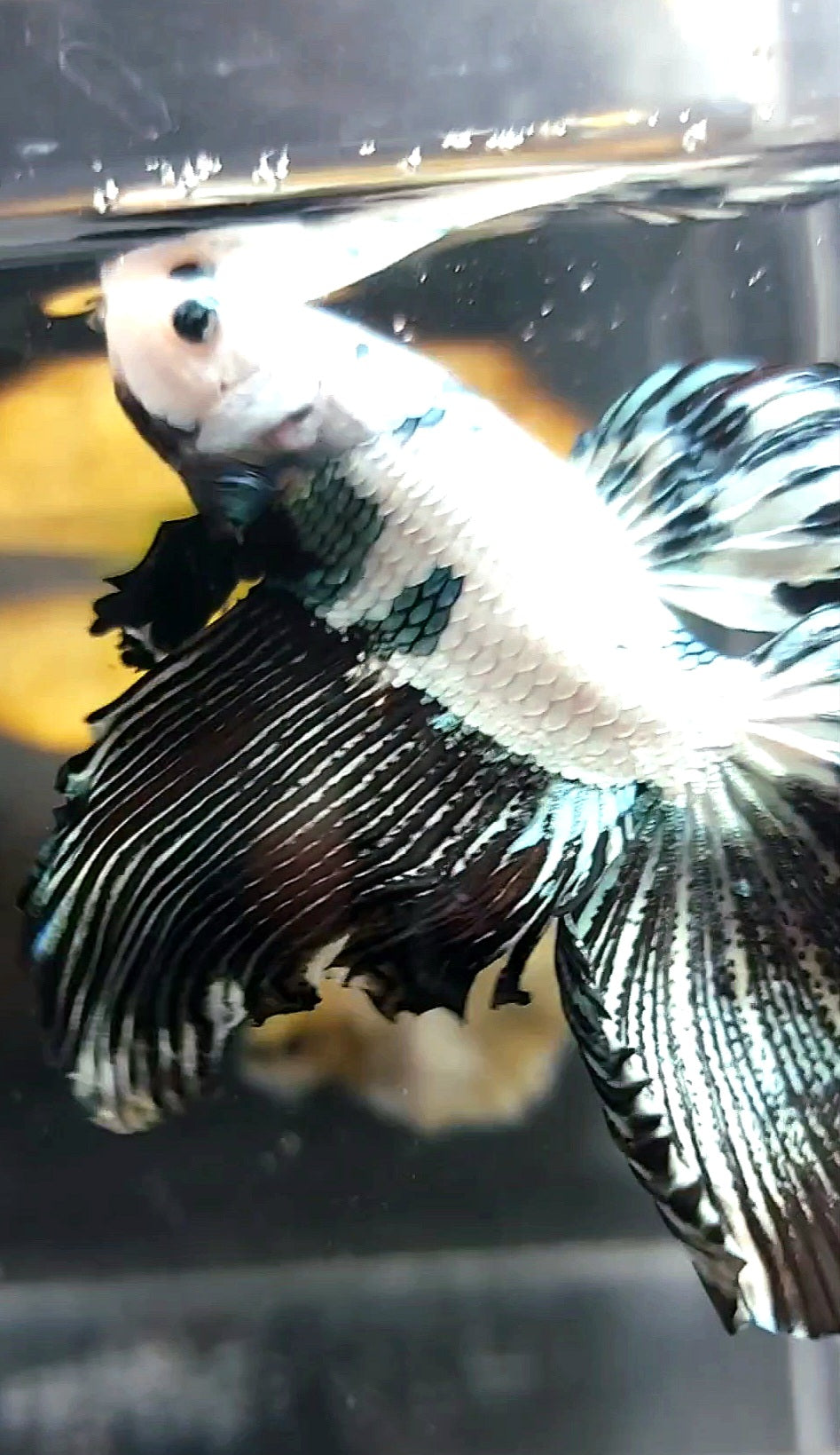 XL HALFMOON BLACK COPPER RIM SNOW BETTA FISH