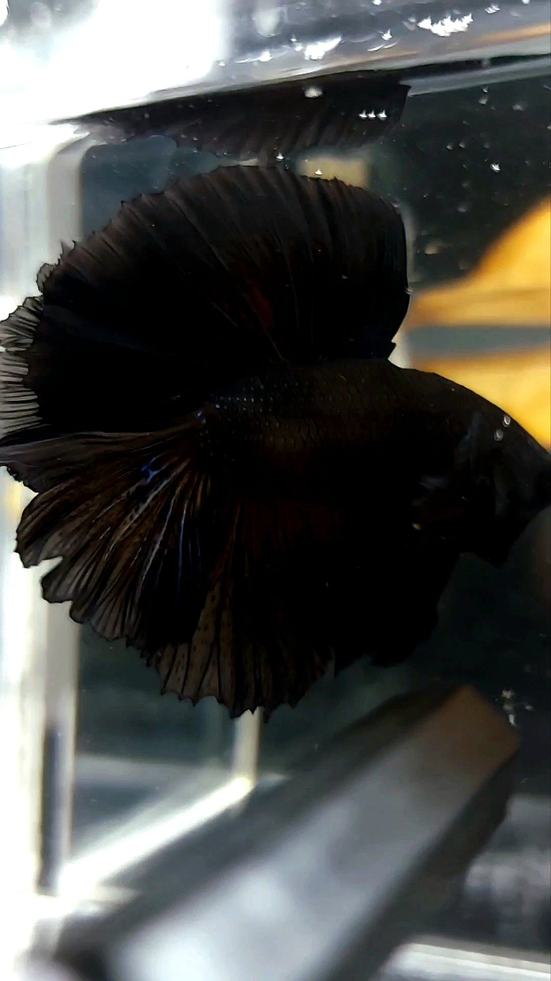 HALFMOON DOUBLE TAIL ROSETAIL SUPER BLACK BETTA FISH